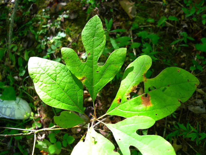 Sassafras Tea
