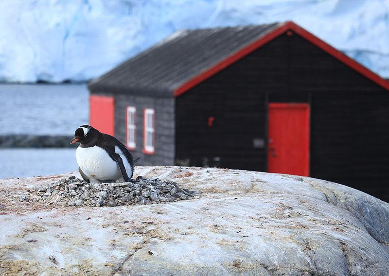 Wet nests become a bigger risk as conditions soften
