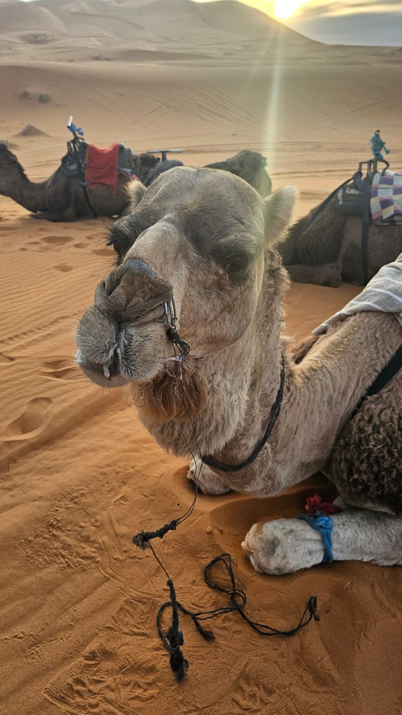 Morocco’s Sahara & Berber Culture — North Africa