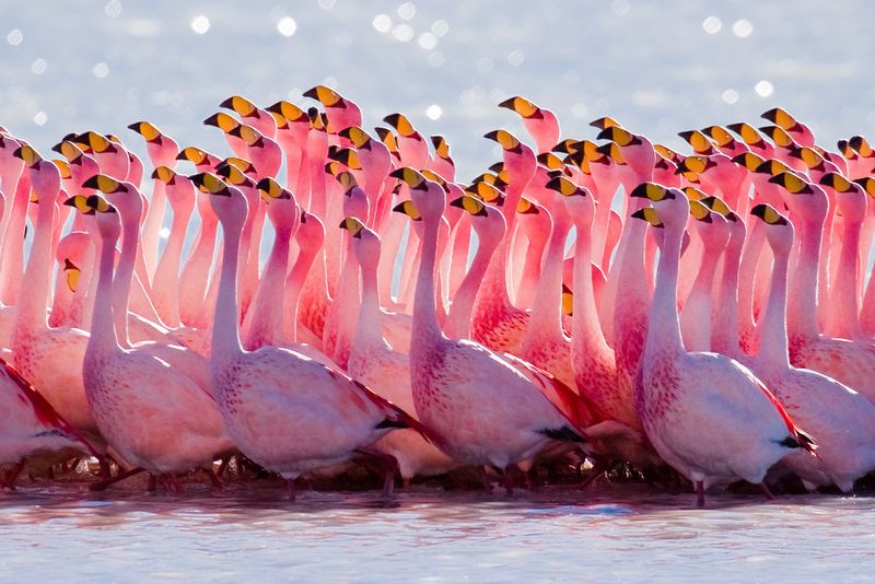 Flamingos and other wildlife can get hit indirectly