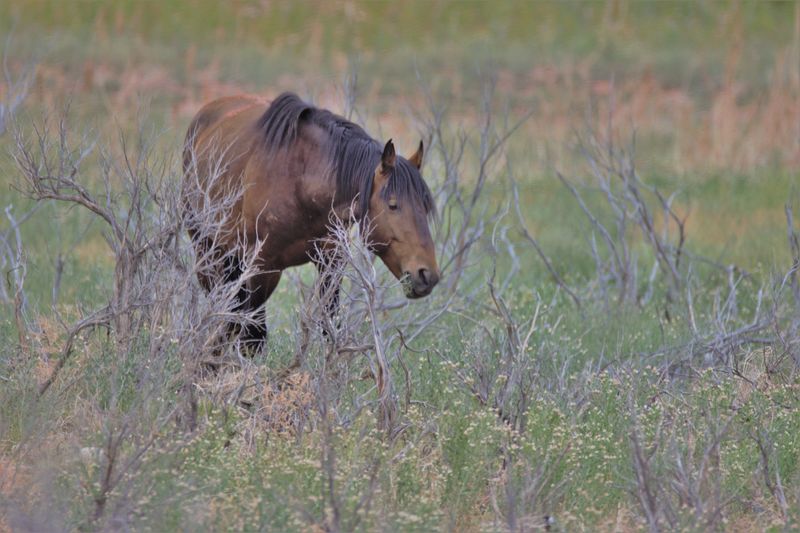 Visitor Etiquette That Protects Horses