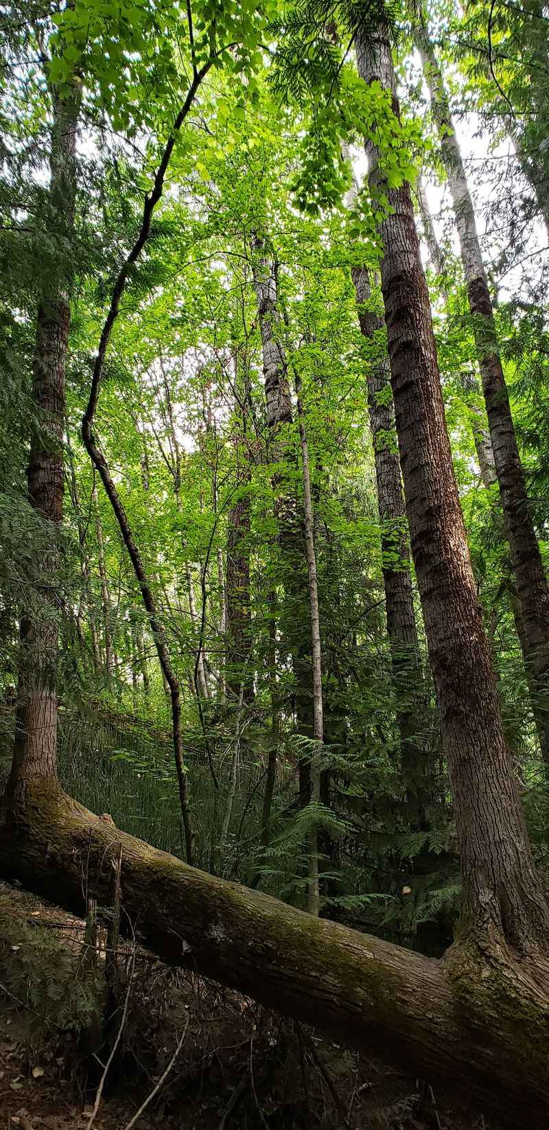 Huckleberry Picking In The Selkirks