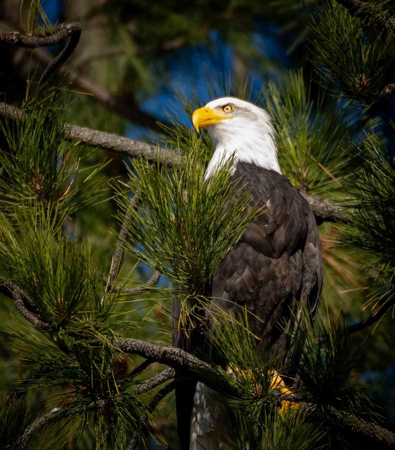 Higgens Point Eagle Watching