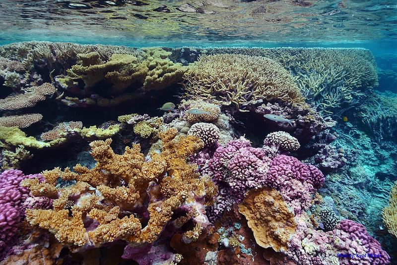 Coral reefs lost a natural cooling shield
