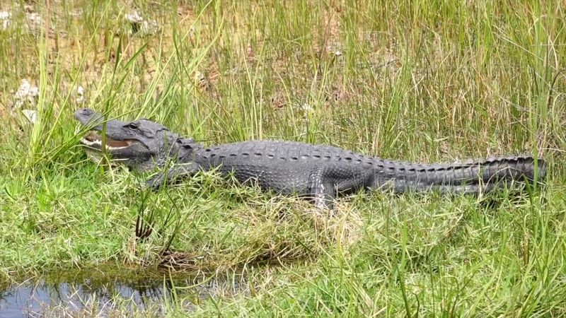 Everglades National Park – Shark Valley and Anhinga Trail