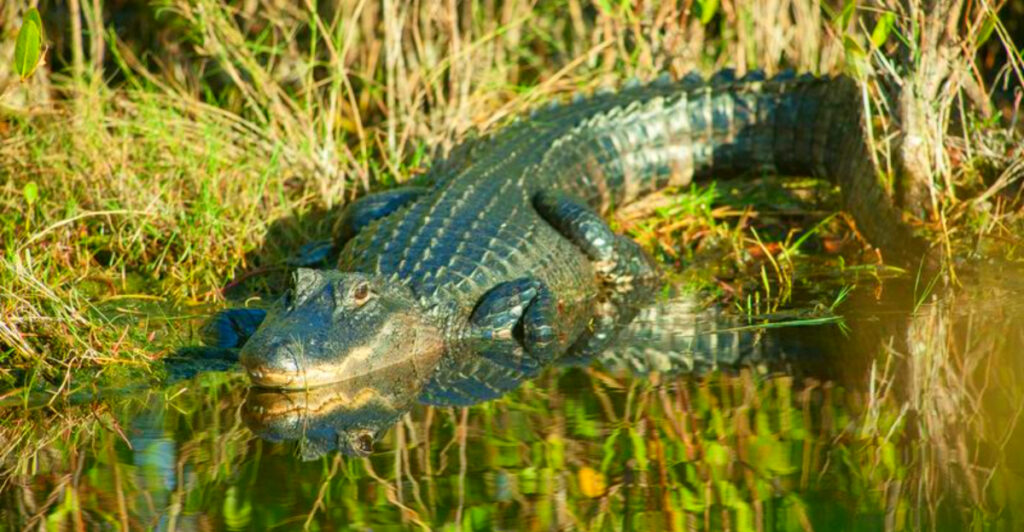 Florida’s Alligator Hot Spots Tourists Keep Stumbling Into