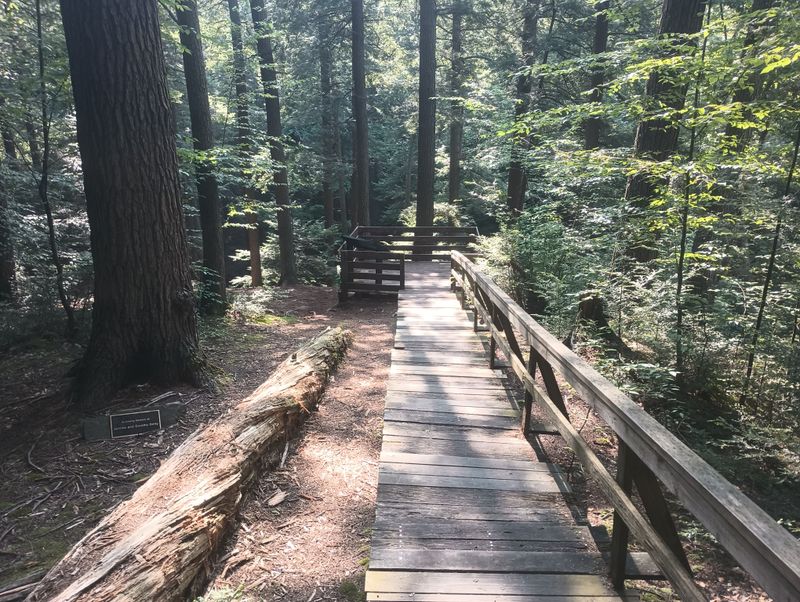 Take the easy Overlook Trail to a boardwalk and observation platform