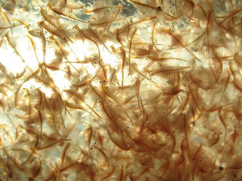 Even hardy brine shrimp have limits