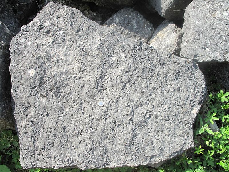 These Fossils Reveal Ancient Day Lengths