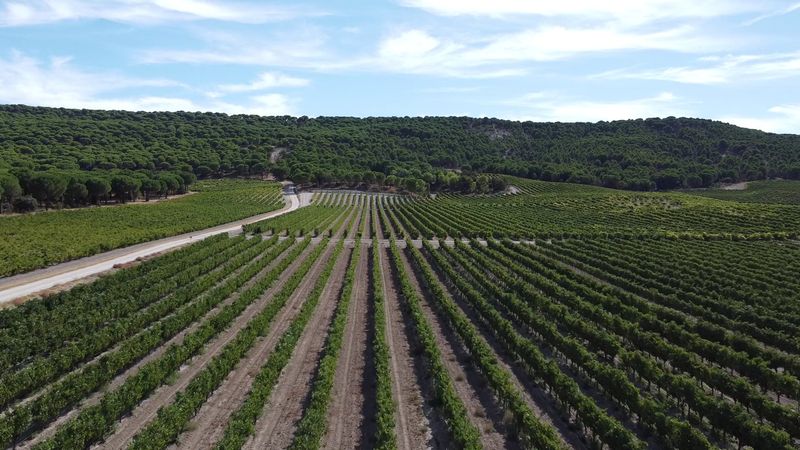 Bodegas Vega Sicilia, Ribera del Duero, Spain