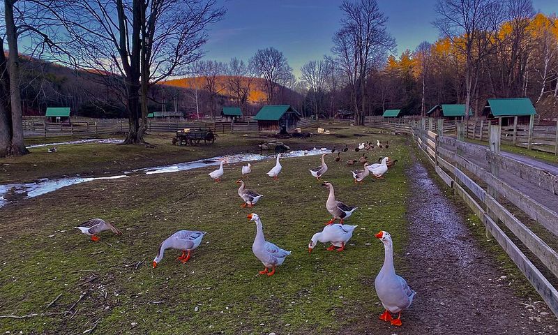 Roadside animal parks and wildlife stops