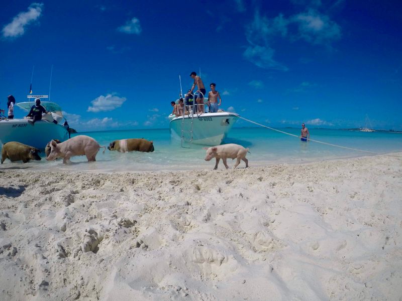 Choose operators who put animal welfare first