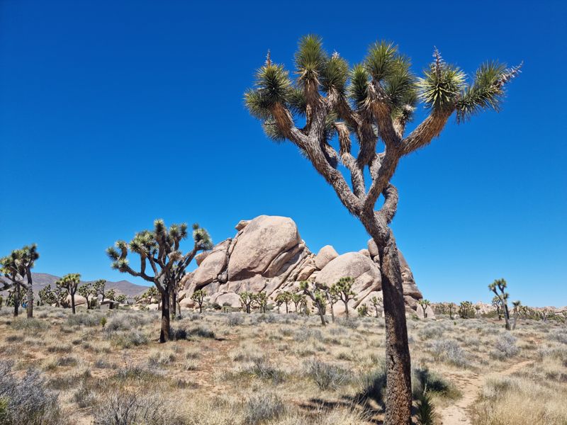 Joshua Tree NP, CA