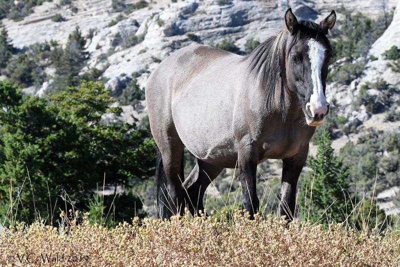 Spanish Heritage in Their Stripes