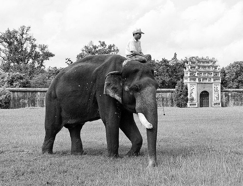 Elephants used as executioners