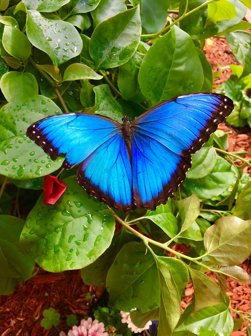 Butterfly House and Quiet Wonder