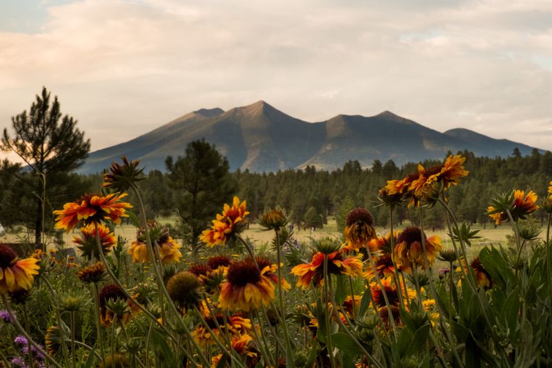 The Arboretum at Flagstaff