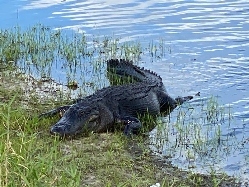 Myakka River State Park