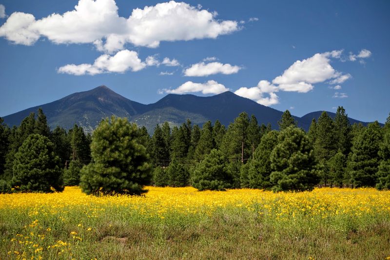Ponderosa Pine Forest