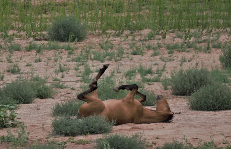 Adopt a Horse, Change a Life