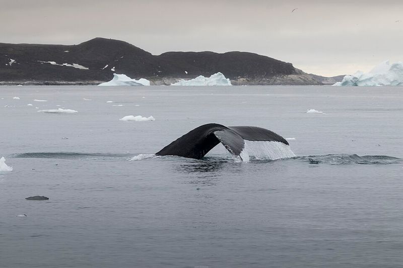 Whale Watching Is a Real Summer Highlight
