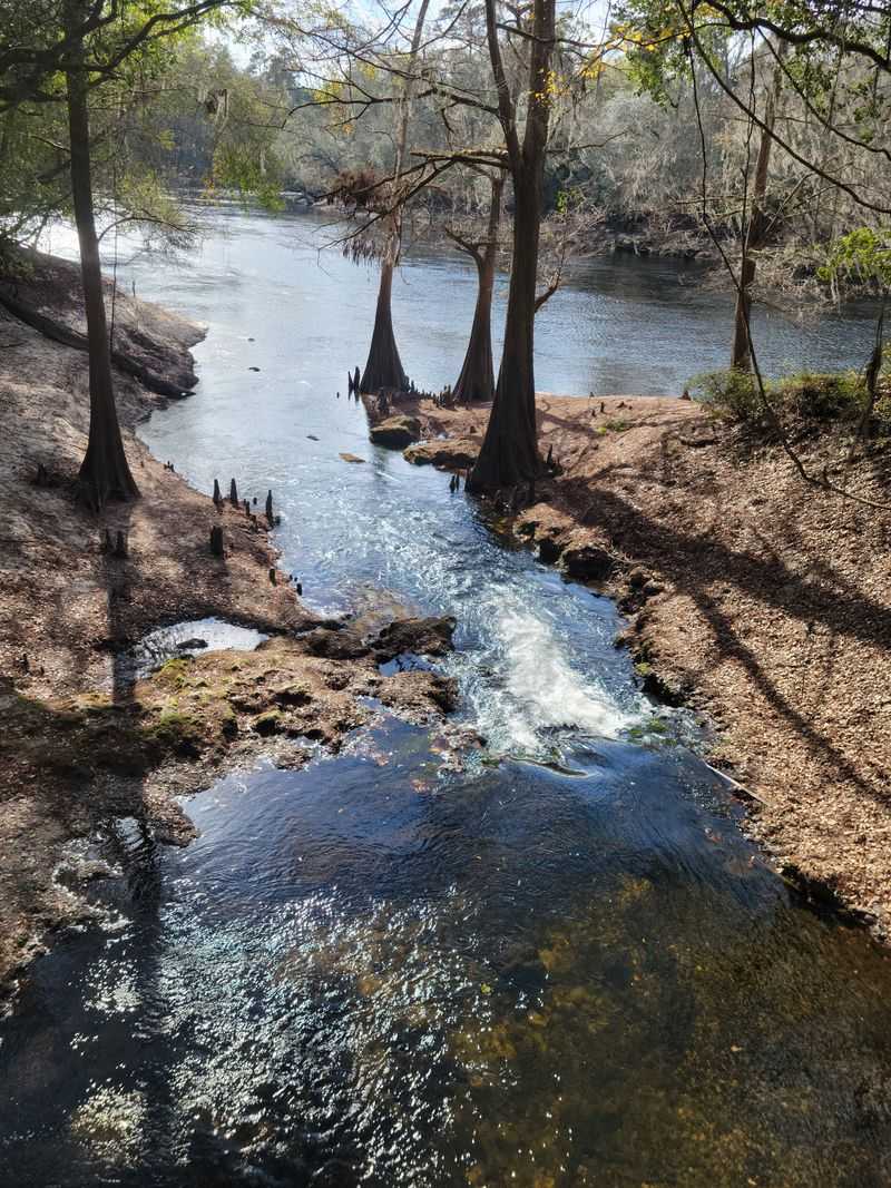 Suwannee River State Park