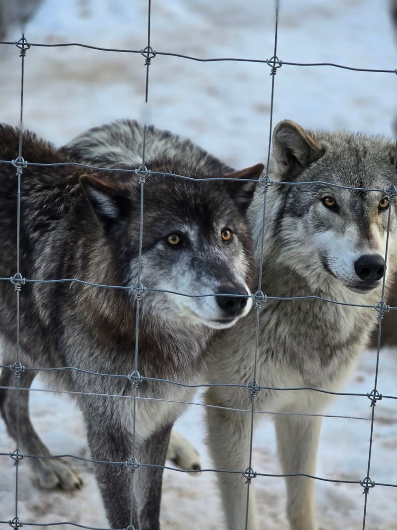 You're not just seeing wolves - you're meeting individuals with backstories