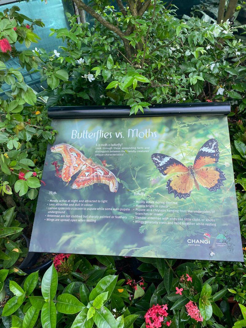 The Butterfly Garden is an actual living attraction (not a marketing gimmick)