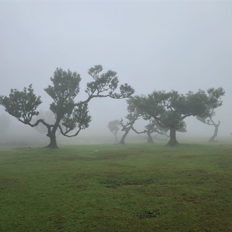 The Laurisilva Forest Is a UNESCO World Heritage Site