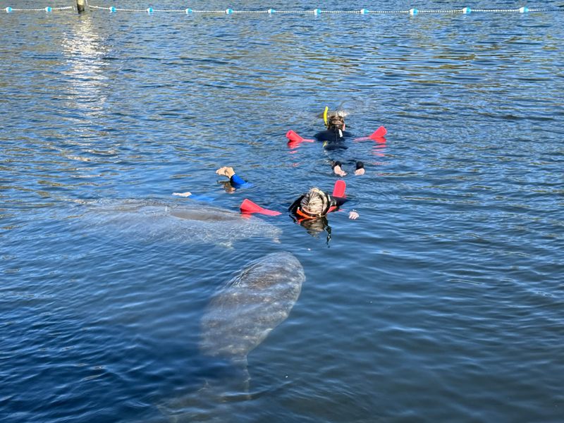 Swimming (passively) with manatees in Crystal River, Florida under refuge rules
