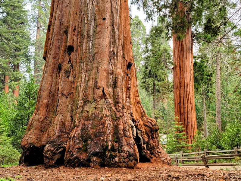 Kings Canyon National Park – Deep canyons and giant sequoias.