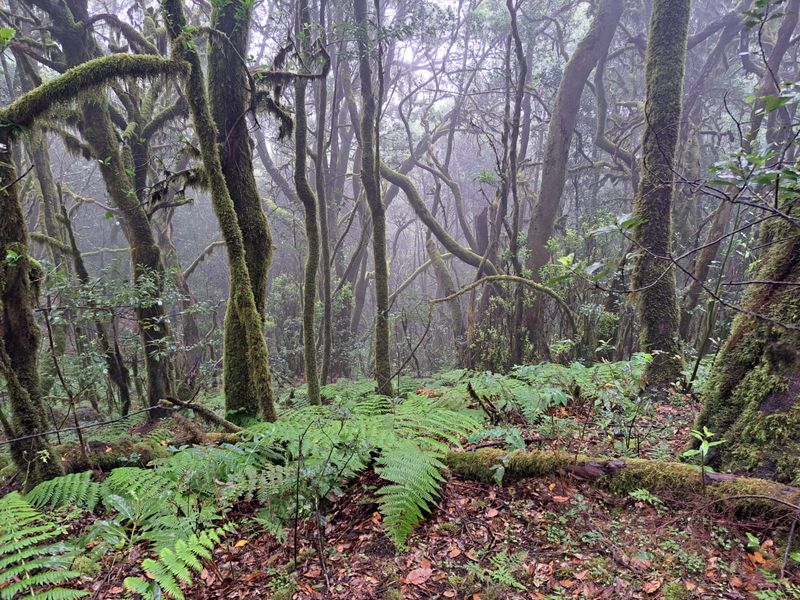 Garajonay National Park, La Gomera — Ancient Forest Retreat