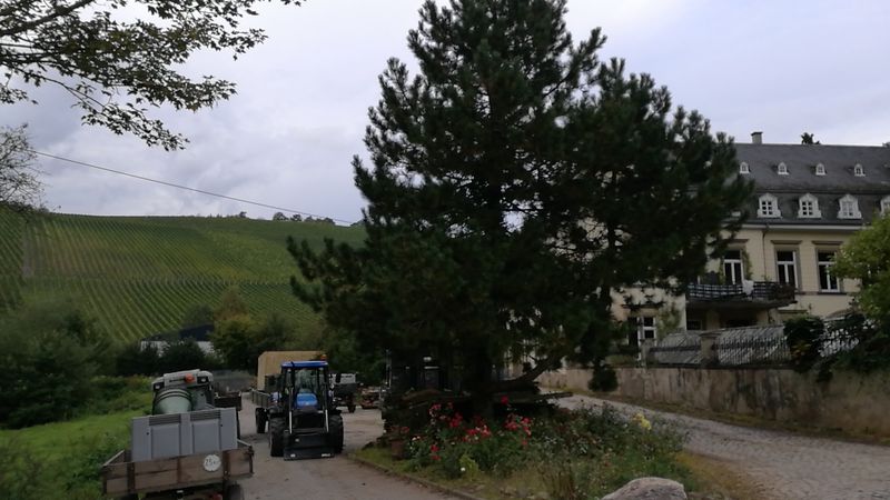 Weingut Egon Müller, Mosel, Germany