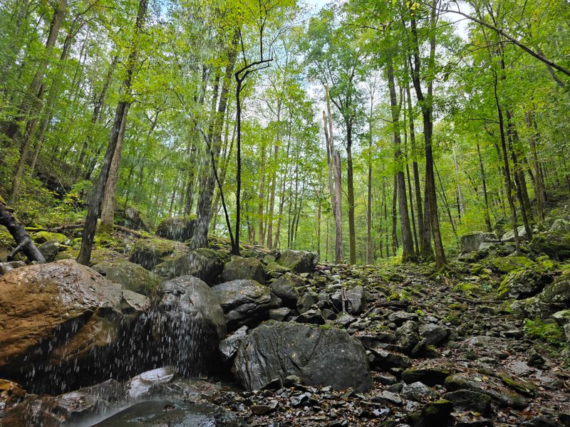 Forests, flowers, and seasonal color