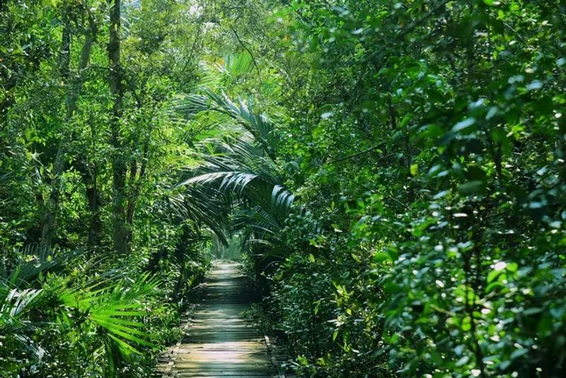 The Sundarbans (Bangladesh portion)