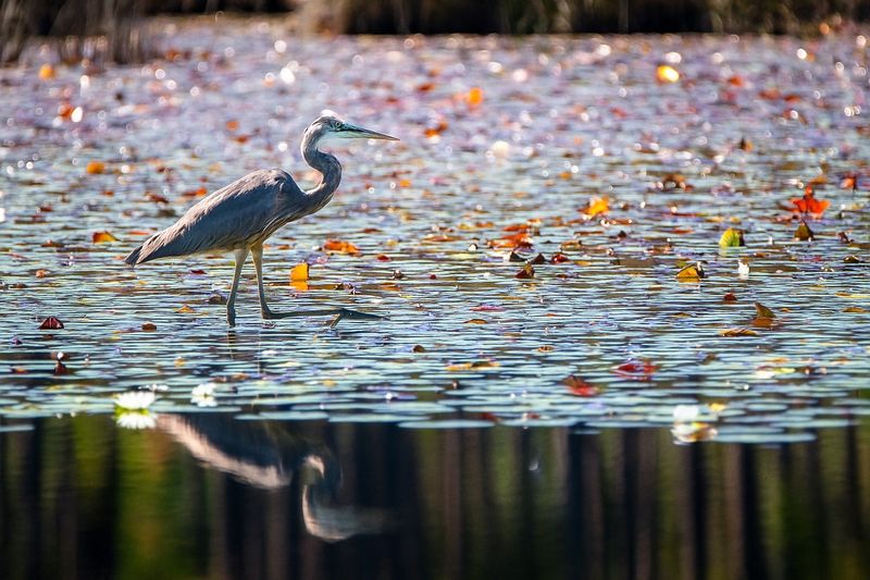 Big Branch Marsh — Newport