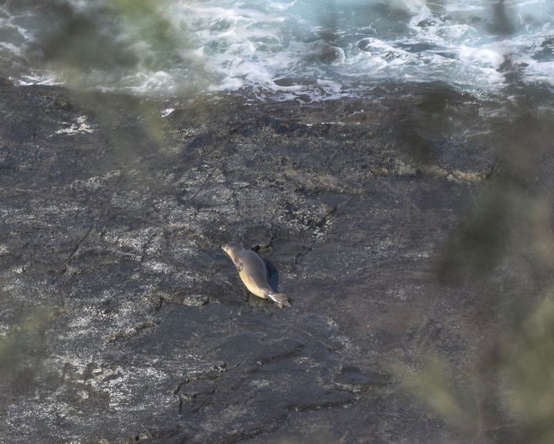 Native Wildlife Thrives in Protected Areas