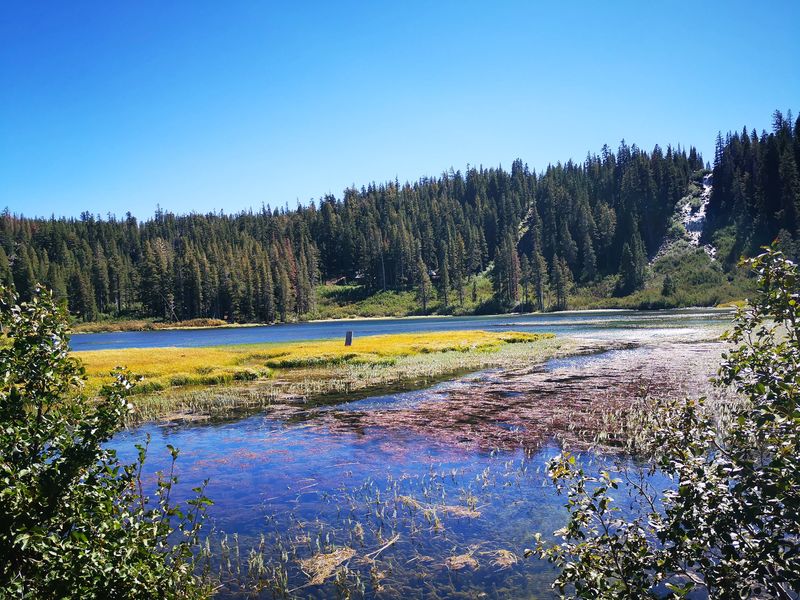 Pet-Friendly And Super Chill