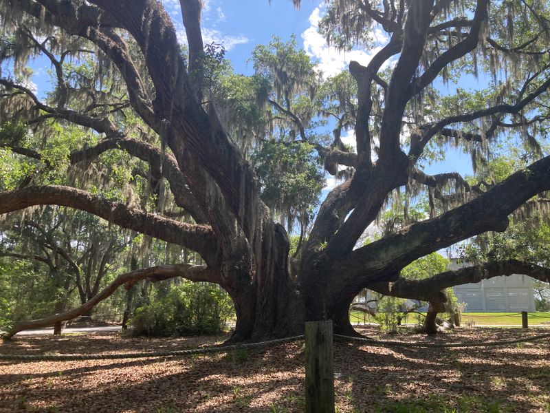Beaufort, South Carolina — Lowcountry History & Live Oaks