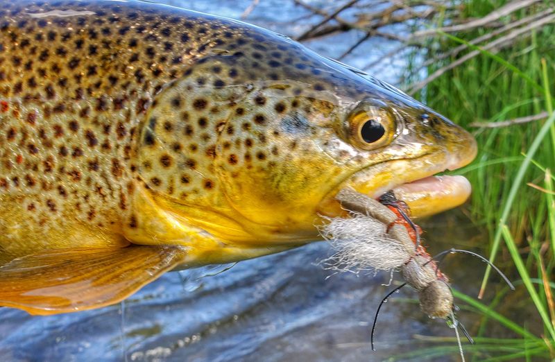 Prime Seasons And Hatches