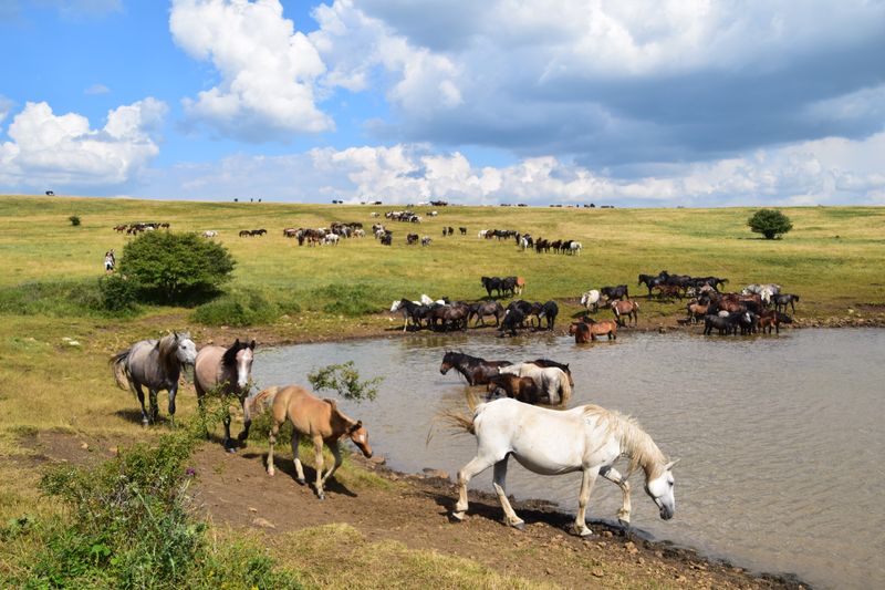 Wild horses roam freely near Livno