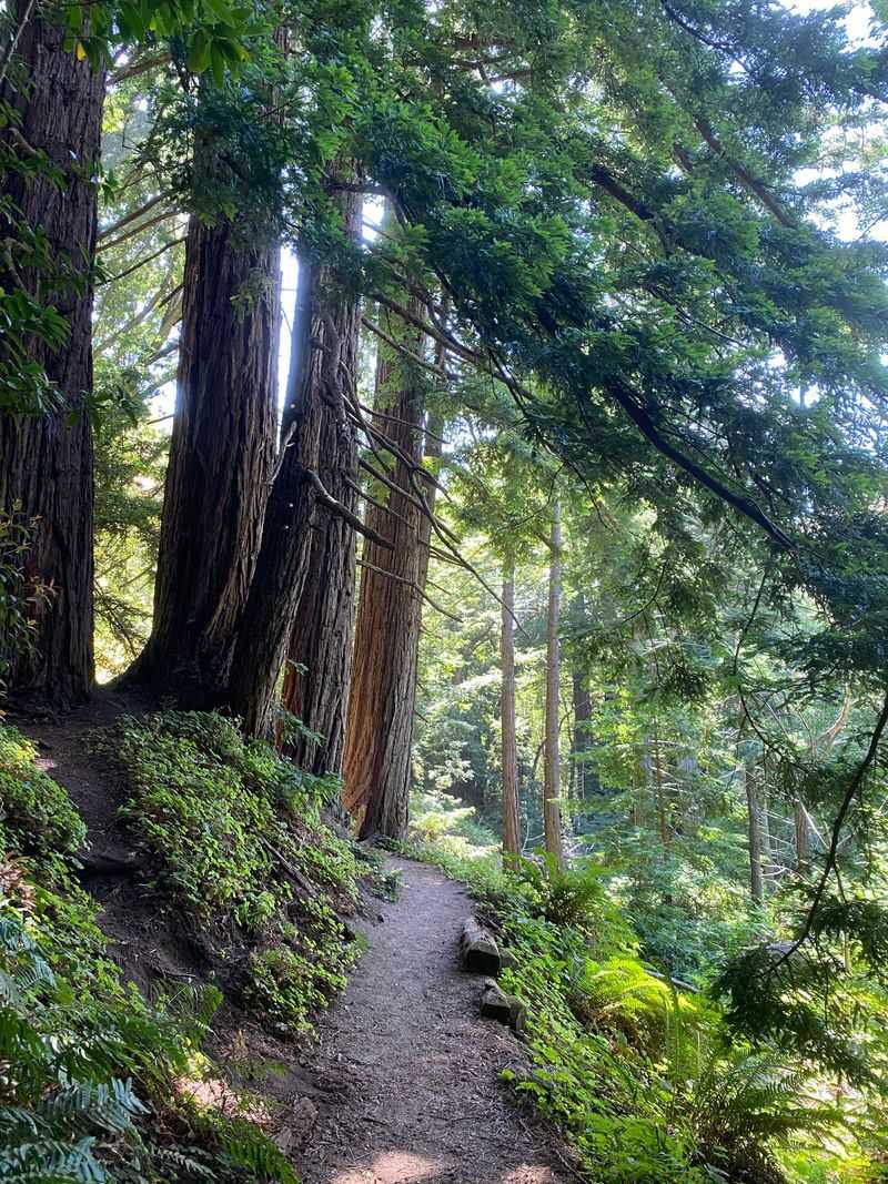 Bluff Trail - Garrapata State Park