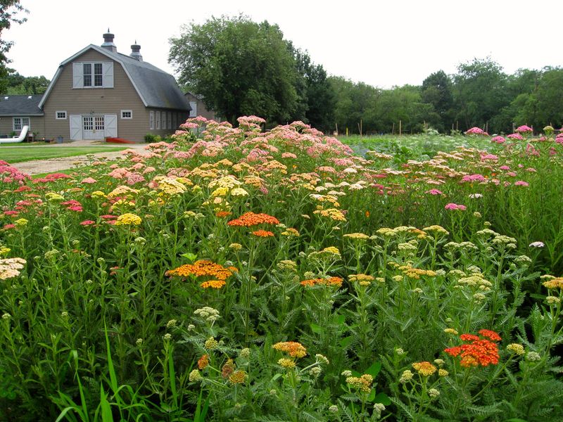 The Farm Stand and Fresh Produce