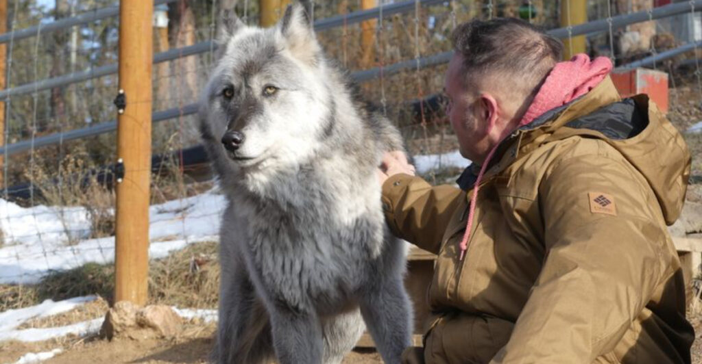 Minutes From Colorado Springs Hides Colorado’s Most Interactive Wolf Sanctuary