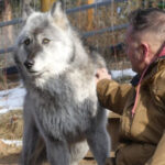 Minutes From Colorado Springs Hides Colorado’s Most Interactive Wolf Sanctuary