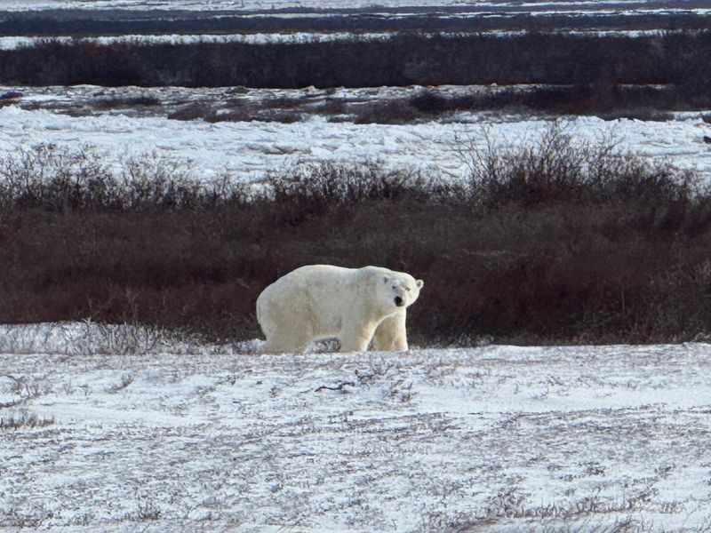 Polar bear viewing based out of Churchill, Manitoba (via licensed operators)