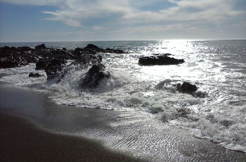 Sea Life and Seasonal Whales