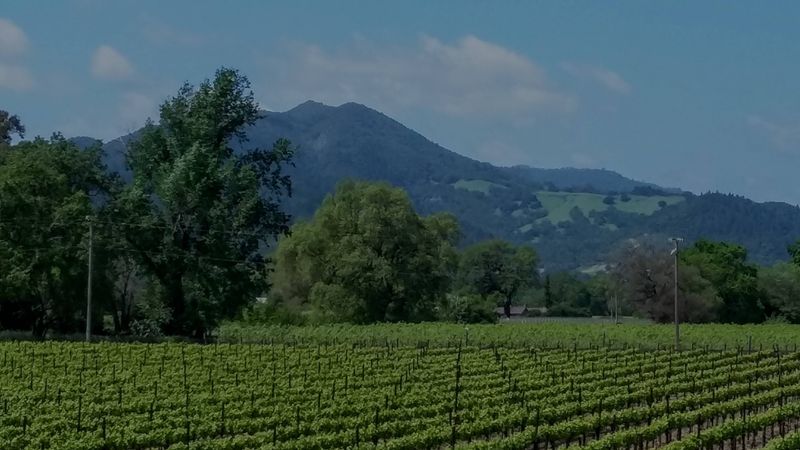 Native Yeast When Conditions Allow