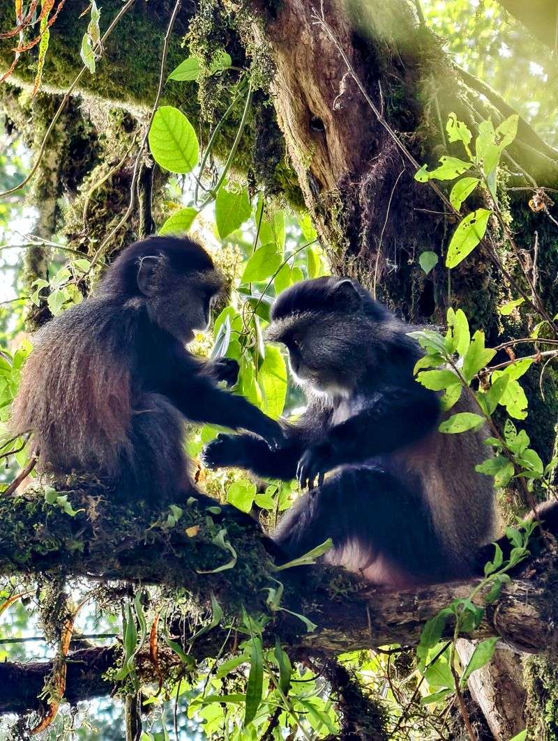 Mountain gorilla trekking in Uganda (Bwindi Impenetrable or Mgahinga)