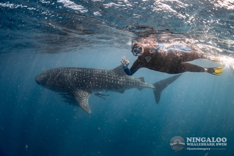 Swimming with whale sharks at Ningaloo Reef, Western Australia (licensed tours)